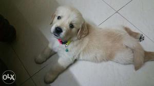 33 days old male golden retriever Price negotiable