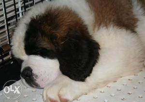 40 Days old Huge Saint Top Quality Bernard puppy