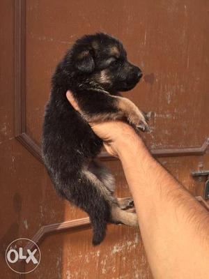 40days old German shepherd puppies available for