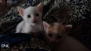 45 days kittens available white in colour and
