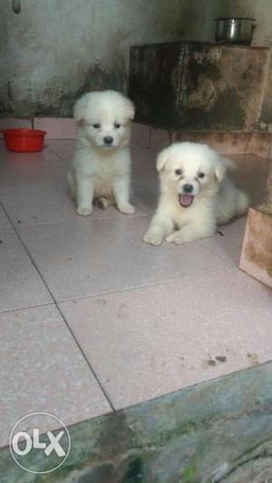 45 days old 2 puppies for sale.. Price negotiable...urgent