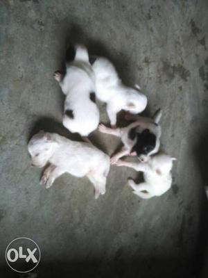 5 Dog 2male and 3 female 2black & white 3white