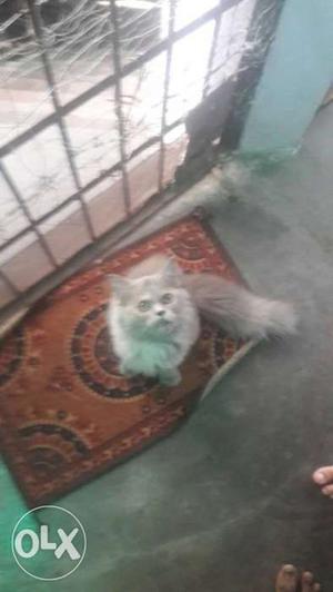 5.month.persian.cat.female.gray.colour