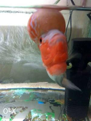 6 month old floron fish at 
