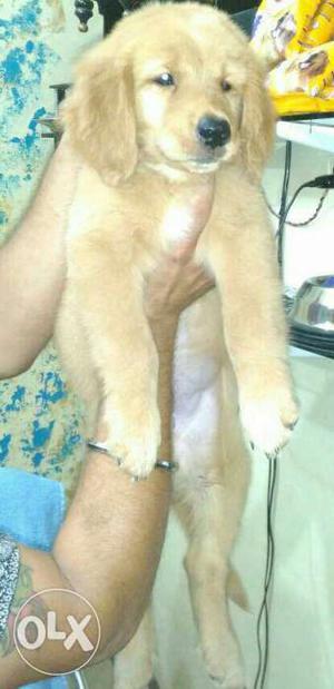 60 days Old Male Golden retriever pup, one vaccine is