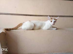 A very cute white furry cat. it is 8 months old.