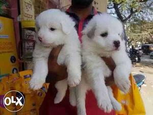 AGRA:- POMERIAN"DOG PUPPEIS ALL BREED & kitten