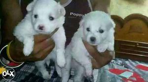 AHMDABAD:- DOG PUPPEIS ALL BREED&kitten"cash on delivery"all