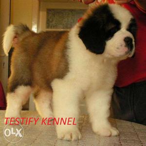Adorable Saint Bernard pups for sell 35 days old with papers