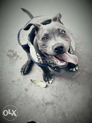 American bully 8 month