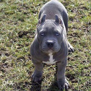 American pitbull puppy available home delivery in