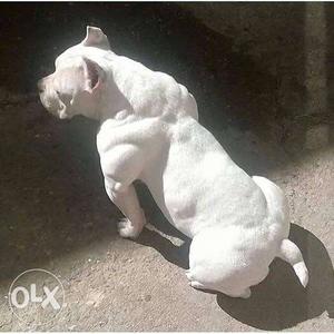 American pitbull puppy available home delivery in vijayawada