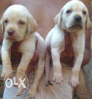 Apple face Labrador fawn Puppies available