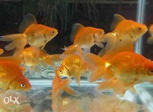 Aquarium Gold Fishes available.