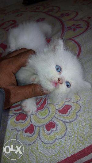 Available in white colour Persian kitten and cat for sale.in