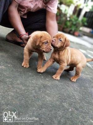 Awasome brown colour French mastiff puppy