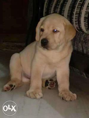 Awesome quality labrodar puppy (male) heavy bones,