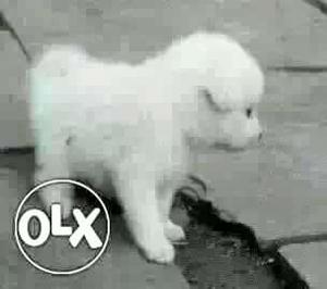 BHAVNGAR:- POMERIAN"DOG PUPPEIS ALL BREED&kitten
