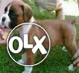 BHILAI:- GREAT DANE"DOG PUPPEIS ALL BREED &