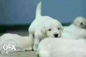 BHOPAL:- POMERIAN"DOG PUPPEIS ALL BREED & kitten
