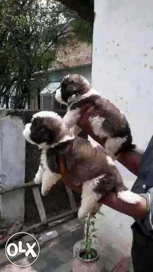 BILASPUR:- SHINTZU"DOG PUPPEIS ALL BREED & kitten