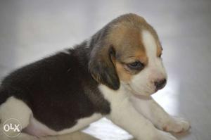 Beagle 2 male pup top quality