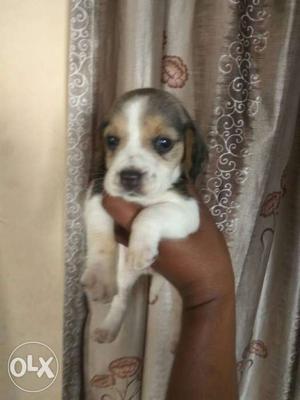 Beagle Female pup for sale top qwalty