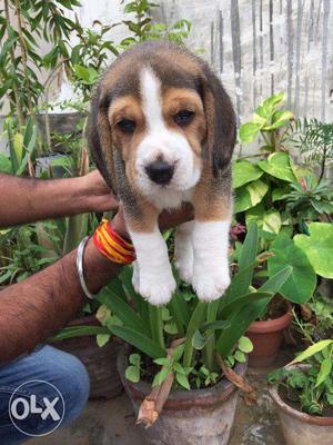 Beagle Male Female puppies available with KCI papers and
