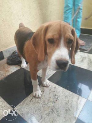 Beagle male dog which is about 5 months old !