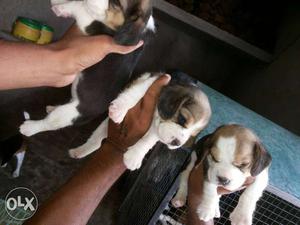 Beagle male pups of heavy bone top quality