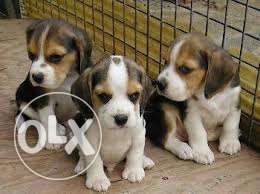Beagle puppies for sales