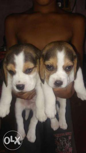 Begal Male & Female puppy sell..2 months age..