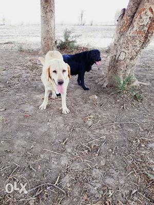 Black And White Labrador Retreiver Dogs