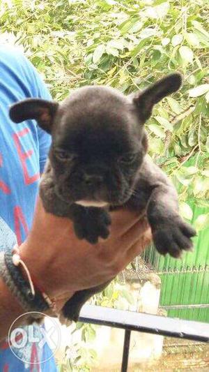 Black & Brindle French Bulldog Female Puppy