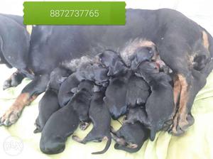 Black Dachshund Puppies