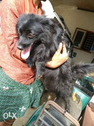 Black Pomeranian Spitz male