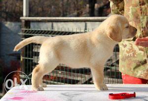 Black and chocolate male and female pups SuperQuality