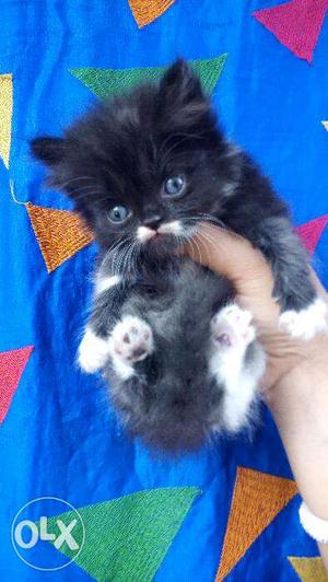 Black white grey colors Persian kitten sale. Cat