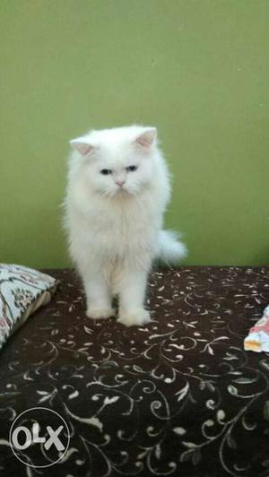 Blue eye White persian cat