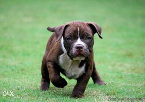 Brown Cane Corso Puppy