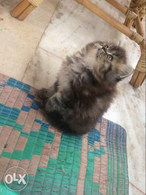 Brown-and-black -long fur Kitten