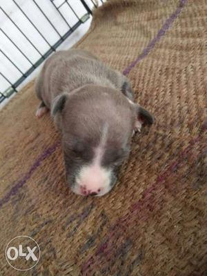 Bule colur female pup sell amrican bully Short