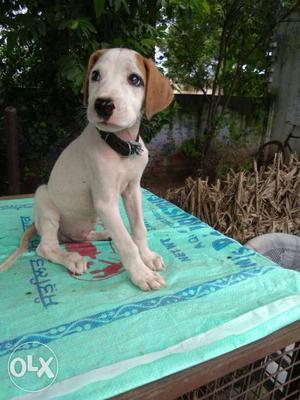 Bully Pointer male pup