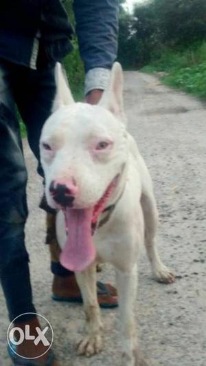 Bully bulltier male dog for sale 11 months old