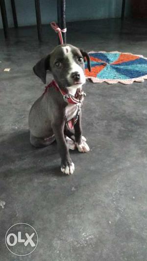 Bully pitull mix female dog a ji one month and 15 days de a