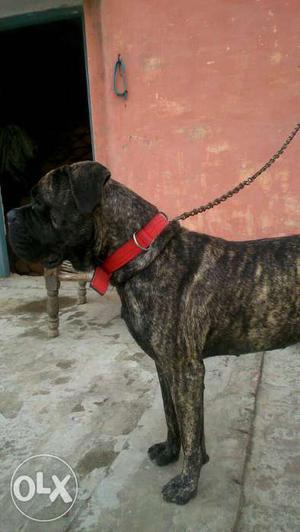 Cane Corso male heavy head for sale age 12 months