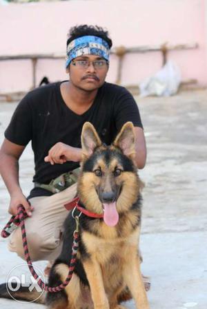 Certified dog trainer under guide of shekas dogs