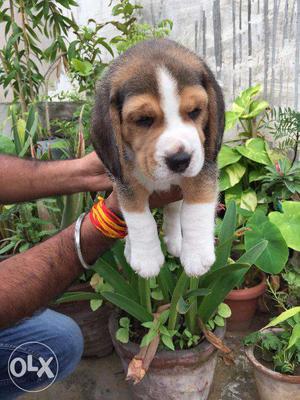 Champion LINE and Show QUALITY beagle puppies