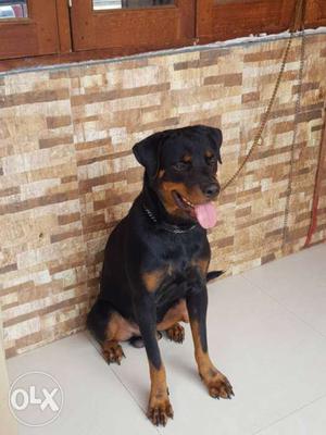 Champion line rottweiler with kci registration