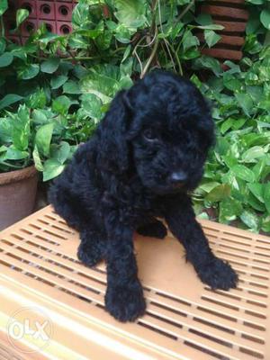 Curly Hair Toy Breed Poodle Superb Quality sell in Testify